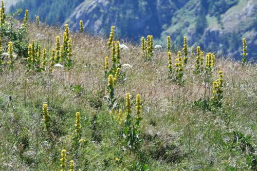 Gentianes jaunes