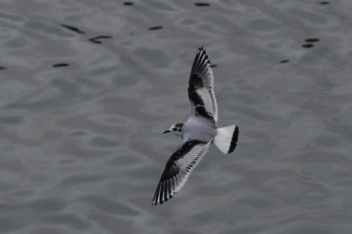 Mouette pygmée (1ère année)