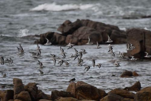 Bécasseaux sanderlings