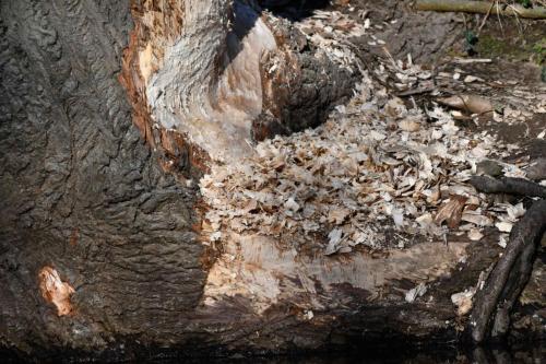 Peuplier rongé par le castor