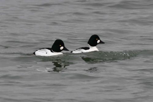 Garrots à oeil d'or