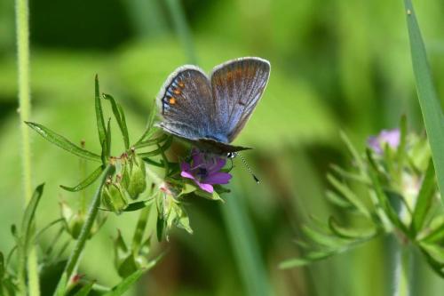 Azuré commun (femelle)
