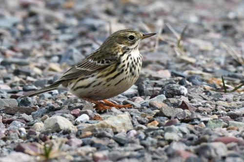 Pipit farlouse