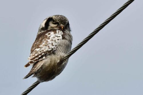 Chouette épervière