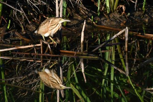 Blongios nain (jeune)