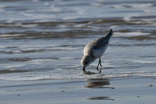Bécasseau sanderling