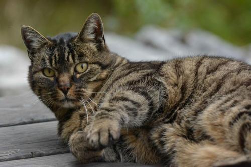 L'unique habitant du Chalet Gaillard lors de notre passage