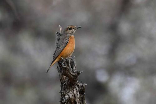 Monticole à doigts courts (femelle)