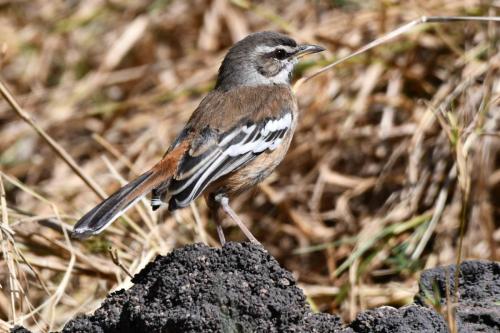 Agrobate à dos roux