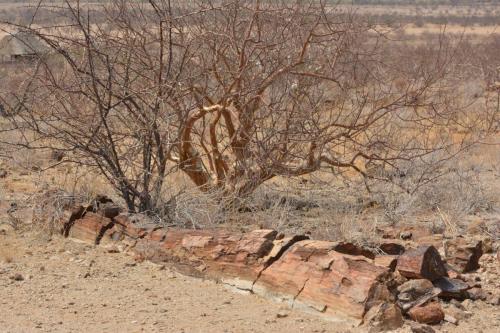 Petrified forest