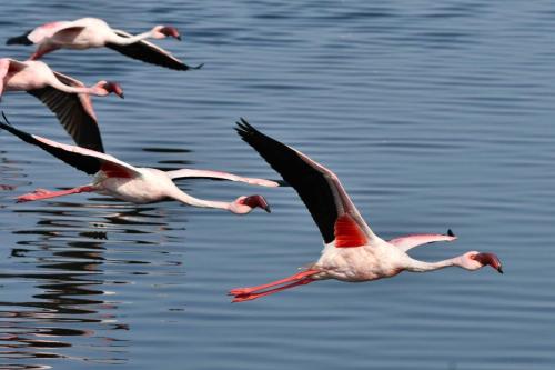 Flamants nains