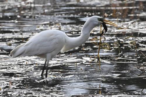 Grande aigrette