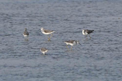 Chevaliers stagnatiles