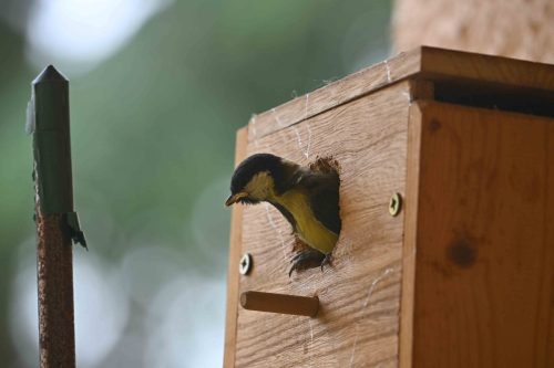 Mésange charbonnière