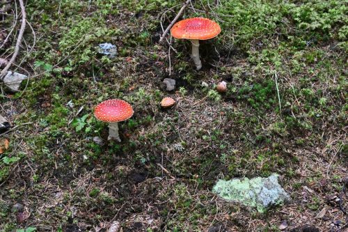 Amanites tue-mouches