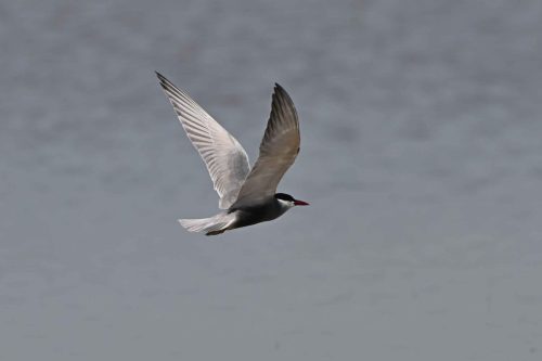 Guifette moustac