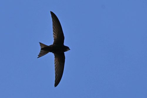 Martinet noir