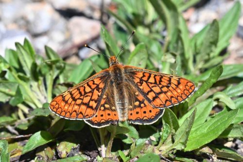 Damier de la succise (Euphydryas aurinia beckeri)