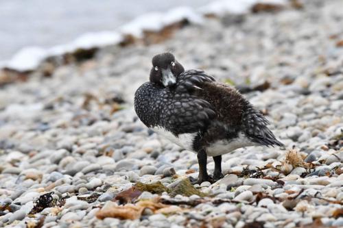 Brassemer des Malouines