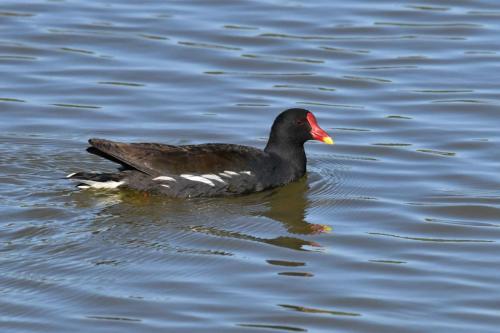 Gallinule poule-d'eau