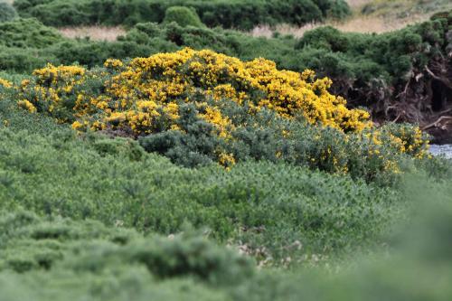 Ajoncs Gorse (Ulex europaeus)