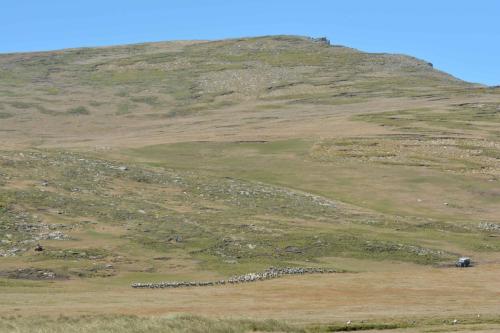 Rassemblement du troupeau avec moto, quad et Land Rover