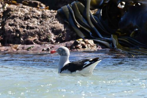Goéland de Scoresby