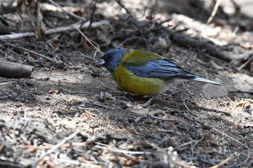 Phrygile à tête grise