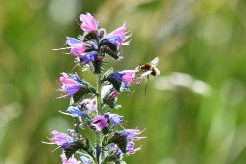 Grand Bombyle (Bombylius major)