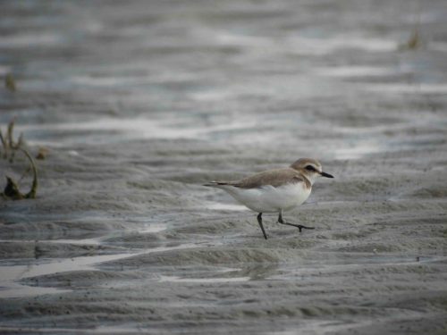 Gravelot à collier interrompu