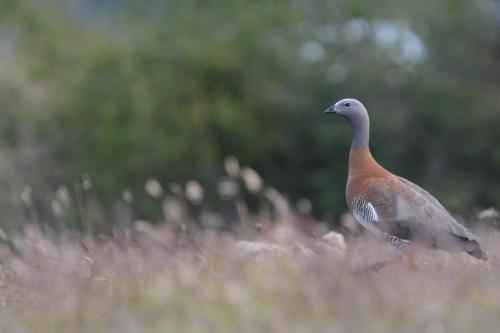 Ouette à tête grise