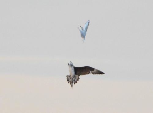Attaque de Labbe parasite sur mouette rieuse