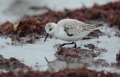 Becasseau sanderling