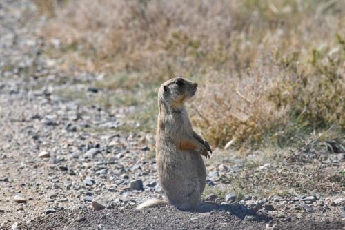 White-tailed Prairie dog