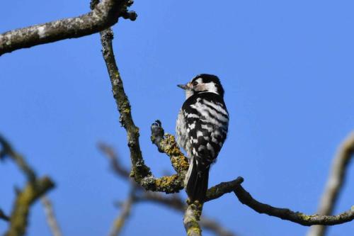 Pic épeichette (mâle)