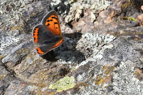 Cuivré commun (Lycaena phlaeas)
