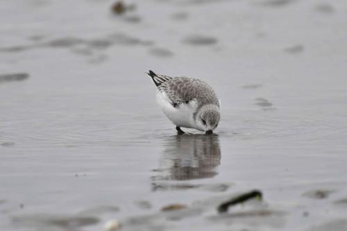 Bécasseau sanderling
