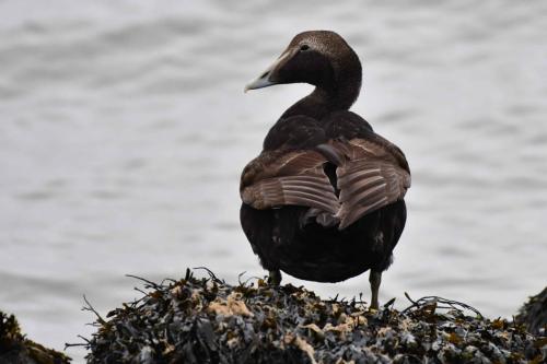 Eider à duvet (Jeune mâle)