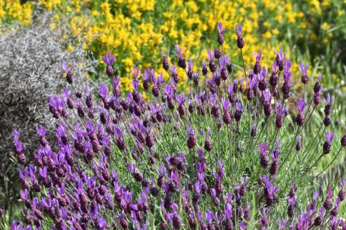 Lavande française (Lavandula stoechas)