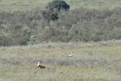 Outarde barbue et cigogne blanche