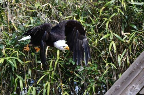 Pygargue à tête blanche