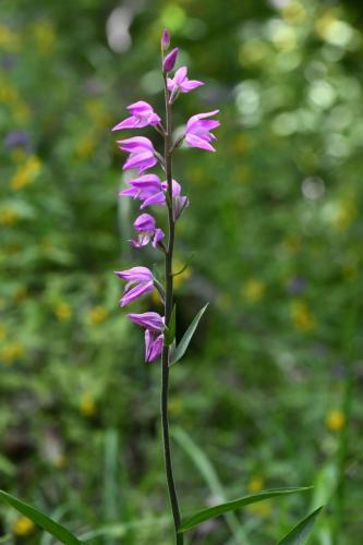 Céphalanthère rouge