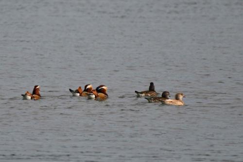 Canards mandarins