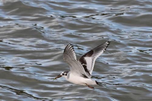 Mouette pygmée (1ère année)