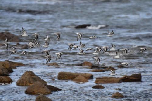 Bécasseaux sanderlings