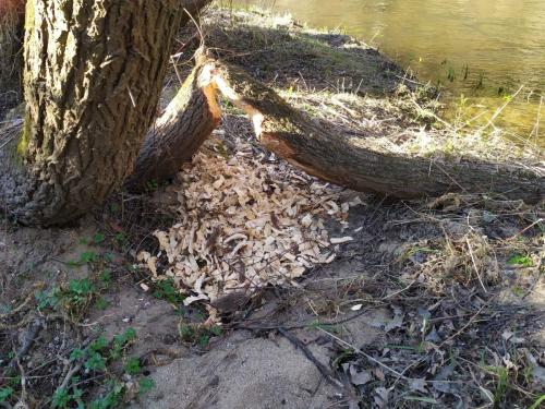 Saule rongé par le castor