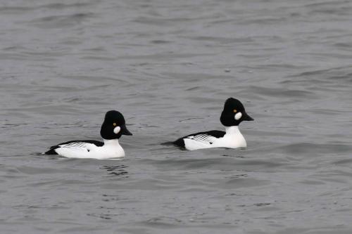 Garrots à oeil d'or