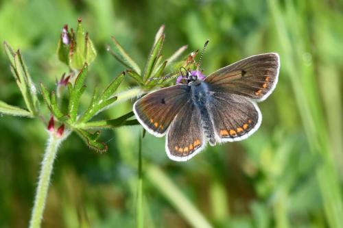 Azuré commun (femelle)