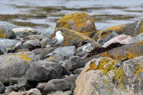 Mouette tridactyle