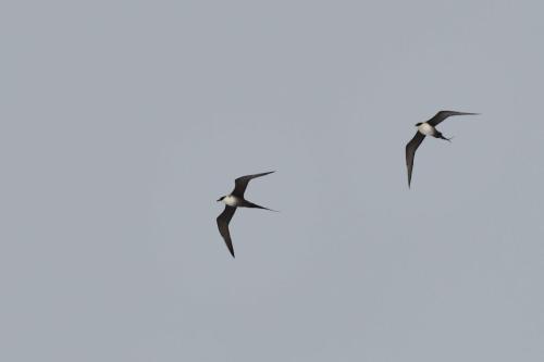 Labbes à longue queue